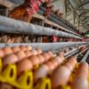 Kandang Ayam BUMDes di Seberang Cengar Gagal Beroperasi, Anggaran Rp150 Juta Tidak Memiliki Manfaat