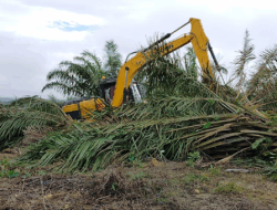 Riau Membuka Lahan Hutan menjadi Perkebunan Sawit di Luas 1,2 Juta Hektar