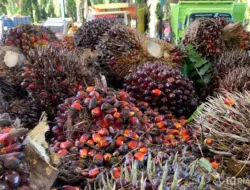 Harga TBS Kelapa Sawit Mitra Swadaya di Riau Mencapai Rp3.668 per Kilogram