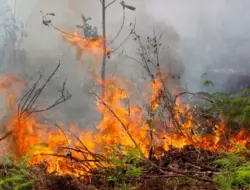 Kebakaran Lahan di Pekanbaru Mencapai Lebih dari 11 Hektar, Terbanyak di Payung Sekaki