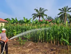 Polsek Bangko Pusako mendukung Asta Cita dengan mengubah kantor polisi menjadi kebun jagung.