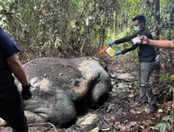 Gajah Sumatra Ditemukan Tewas di Areal Konsesi Pelalawan, Kepala Hilang Diduga Akibat Tindak Kejahatan Satwa
