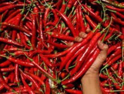 Harga Cabai Merah di Pasar Sail Pekanbaru Tetap Stabil Menjelang Ramadan