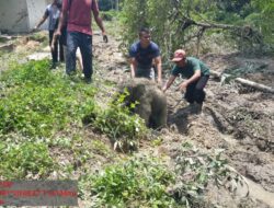 BBKSDA Riau Mengungkap Penyebab Amukan Kawanan di Area Konsesi PT Arara Abadi
