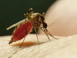 Nyamuk Terbukti Lebih Memilih Darah Manusia Daripada Darah Hewan