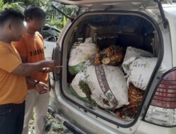 Dua Pelaku Pencurian 410 Kg Sawit Ditangkap Polisi di Siak