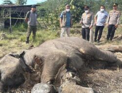 Kapolda Riau Turun ke Lokasi Setelah Anak Gajah Ditemukan Mati di Tesso Nilo