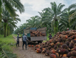 Harga Kelapa Sawit Mitra Plasma di Riau Naik Menjadi Rp3.723 per Kg Minggu Ini