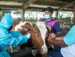 Realisasi Vaksinasi Hewan di Riau, Pekanbaru, dan Kampar Mencapai 65.900 Dosis, Tertinggi di Wilayah Tersebut