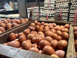 Harga Telur dan Beras Tetap Stabil Meski Kebutuhan Meningkat
