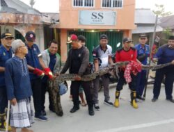 Piton Berukuran 6 Meter Diamankan di Tembilahan Setelah Melahap Kucing Warga