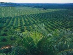 Sawit Kuansing: Manfaat Global Namun Beban Lokal