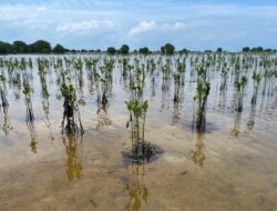 PLN Berperan Aktif dalam Program Perlindungan Mangrove: Harapan Masyarakat Terwujud dari Penanaman Akar