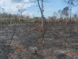Pelaku Penyebab Karhutla 35 Hektar di Rupat Utara Ditangkap oleh Polsek Rupat