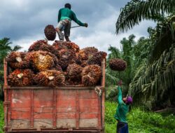 Petani Plasma di Riau Bahagia, Harga Sawit Nyaris Tembus Rp4.000/Kg