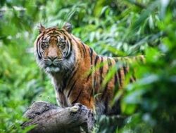 Mendengarkan Auman Harimau Saat Tim BBKSDA Riau Melakukan Mitigasi di Areal PHR Duri