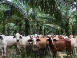 SISKA Menjadi Kunci Riau Mencapai Target Populasi 500.000 Ekor Sapi di Masa Depan