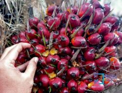 Harga TBS Sawit di Riau Meningkat Lagi, Capai Rp4.088/Kg oleh Mitra Swadaya