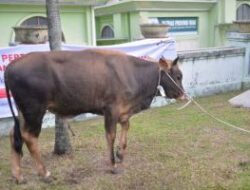 Seleksi Sapi Kurban Bantuan Presiden Prabowo Subianto oleh Pemerintah Provinsi Riau