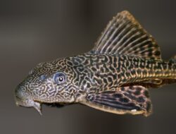 Dosen UIR Peringatkan Bahaya Spesies Invasif Ikan Sapu-Sapu bagi Ekosistem Perairan