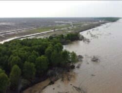 Kerusakan Mangrove di Meranti Diduga Disebabkan oleh Cukong Arang, Kapolda Riau Geram