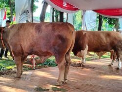 Prioritas Riau: Sapi Lokal Dipilih untuk Program Kurban Bantuan Presiden