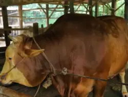 Sapi Milik Peternak Rumbai Berbobot 907 Kg Diusulkan Sebagai Sapi Kurban untuk Presiden Prabowo