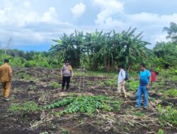 Bhabinkamtibmas Air Tawar Siap Dukung Program Ketahanan Pangan dengan Tinjauan ke Lahan Jagung
