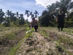 AIPDA HENDRA TUA P. SITUMORANG, Bhabinkamtibmas Polsek Tempuling, Mendampingi Petani di Ladang Tanaman Kacang Hijau
