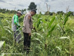 Polsek Tempuling Menyimbolkan Semangat Swasembada Pangan Melalui Jagung Desa Teluk Jira