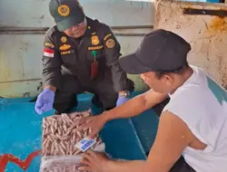 Pengiriman Cumi dari Natuna Bernilai Rp27,5 Miliar, Jakarta dan Kalbar Jadi Tujuan Utama