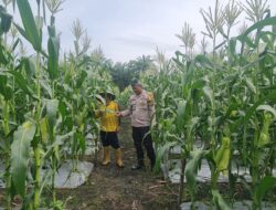 Bhabinkamtibmas Polsek Tambusai Utara Dukung Ketahanan Pangan dengan Sosialisasi Pencegahan Karhutla kepada Petani Jagung