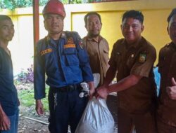 Ular Piton Besar Ditemukan Berada Dekat Pipa Air di Kantor Dinas Kebudayaan Riau