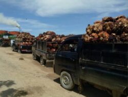 Pemerintah Kabupaten Kampar Memberikan Tanggapan Terhadap Masalah Harga TBS
