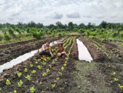 Polsek Tempuling Mendampingi Petani dalam Budidaya Telo dan Cabe