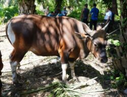 Pengawasan Hewan Kurban di Pekanbaru Kini Lebih Ketat