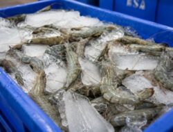 Kualitas Udang Bengkalis Dipertahankan Mulai dari Rantai Dingin hingga Distribusi