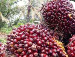 Harga TBS Kelapa Sawit Mitra Swadaya di Riau Naik Menjadi Rp3.832/Kg