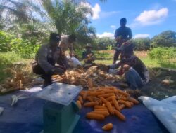 Polsek Siak Kecil dan Kelompok Tani Panen Jagung Pipil untuk Mendukung Ketahanan Pangan Nasional