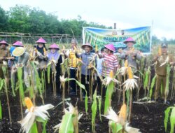 BUMDes Restu Melakukan Panen Perdana Jagung untuk Mendukung Swasembada Pangan 2026 di Bengkalis