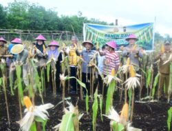 Petani di Sukamaju Sukses Mengubah Lahan Gambut Menjadi Ladang Jagung yang Menghasilkan Hingga 7 Ton Panen