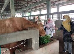 758 Kasus Penyakit Menular pada Hewan Terdeteksi di Riau, Puluhan Ternak Berhasil Sembuh