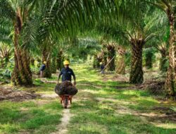 Apkasindo Riau Mendorong Pembentukan UU Khusus Sawit dan BOSI untuk Meningkatkan Tata Kelola Industri Sawit