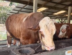 Presiden Salurkan 14 Ekor Sapi Kurban ke Masyarakat Riau