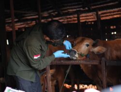 Bupati Inhil Memastikan Sapi Bantuan Presiden Sehat Sebagai Hewan Kurban