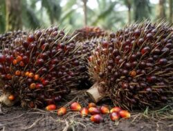 Harga Kelapa Sawit Mitra Plasma Menurun Menjadi Rp3.866 per Kg