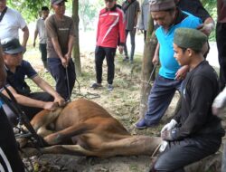 UIN Suska Riau Mengadakan Kurban 4 Sapi untuk Mendorong Penguatan Tata Kelola Masjid Kampus