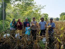Kerjasama Polri dan Petani di Batang Duku Menghasilkan Panen Jagung Hibrida yang Melimpah