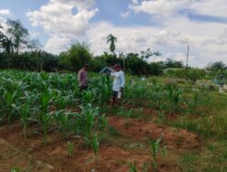 Polsek Kuala Cenaku mendukung ketahanan pangan dengan melakukan kunjungan ke petani jagung manis di Desa Tanjung Sari.