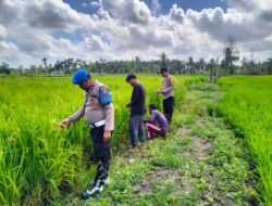 Polsek Tempuling Mendorong Swasembada Pangan dengan Memeriksa Ketahanan Padi di Pangkalan Tujuh